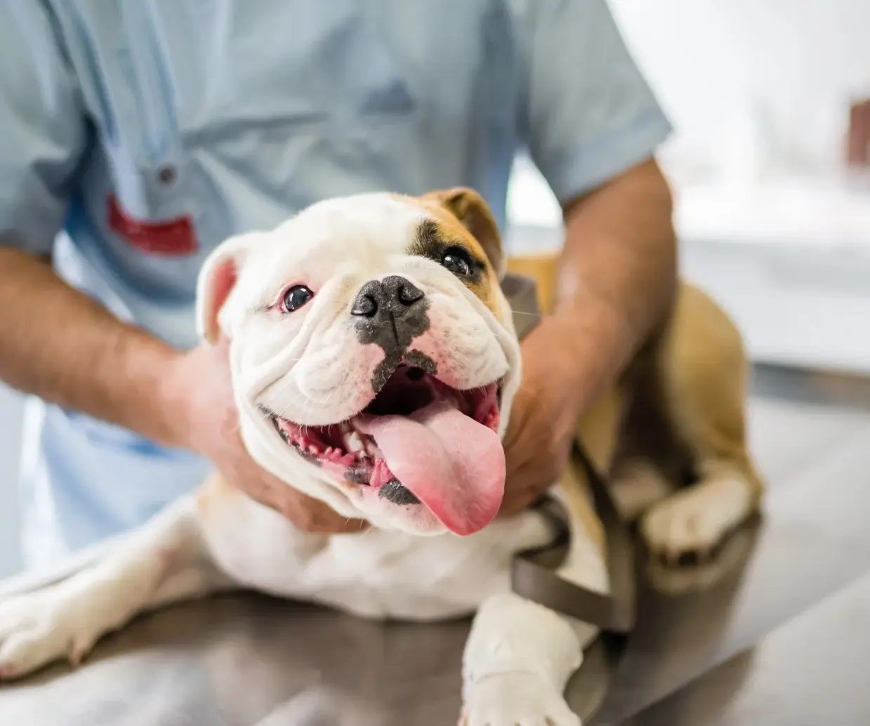 Vet caring for a pet