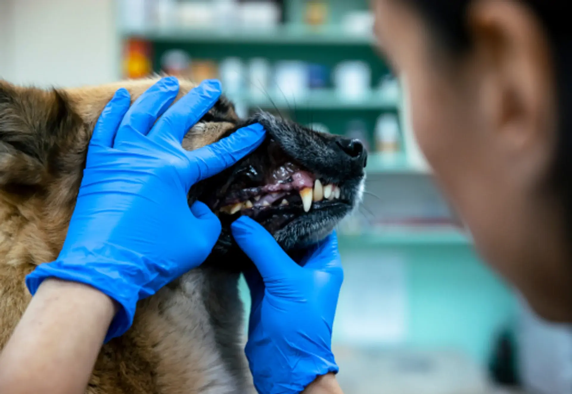 Dental Care
