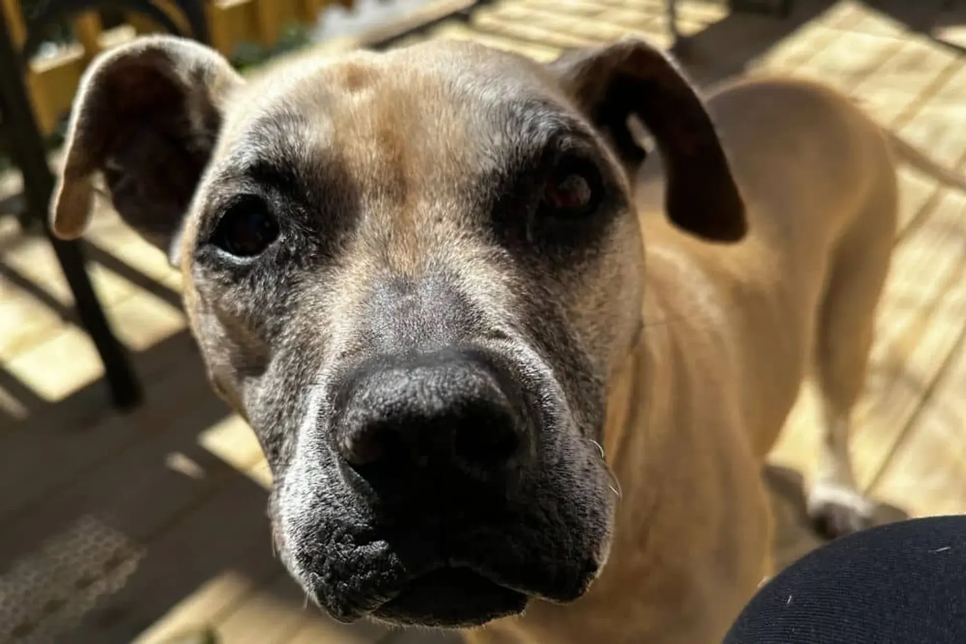 Spay & Neuter Eyota