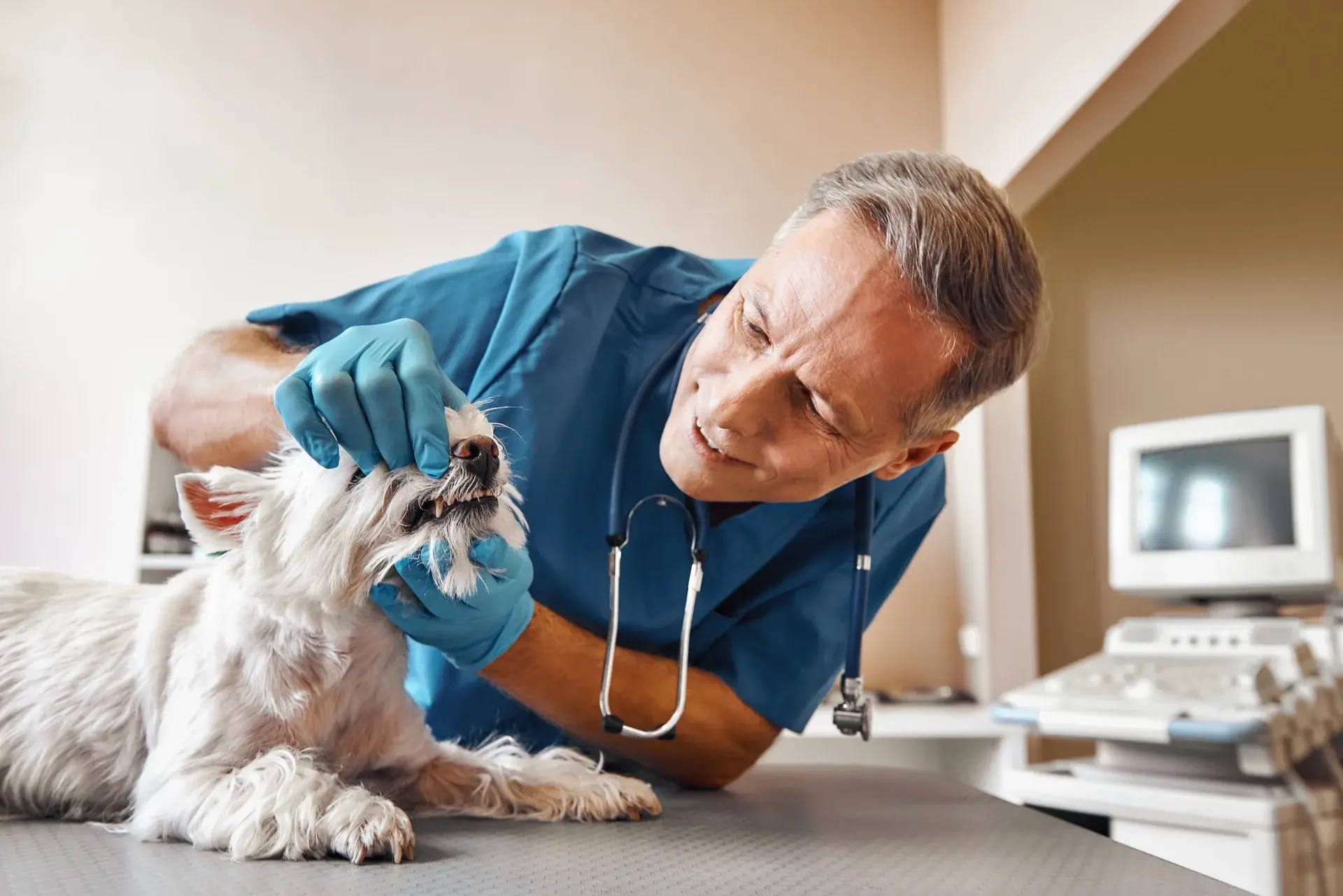 Wellness Care and Exams